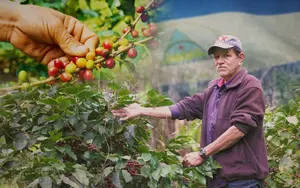 Escuela de Café llega a Madriz para capacitar a productores en técnicas especializadas