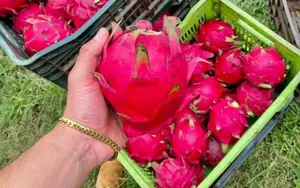 Acopio de pitahaya supera 1.3 millones de kilogramos en 2025