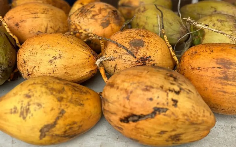 MAG reporta acopio de 751 mil kilogramos de coco en Carazo