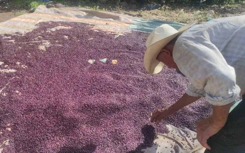 Producción de frijol rojo se fortalece con 825 mil quintales cosechados