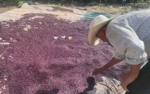 Producción de frijol rojo se fortalece con 825 mil quintales cosechados