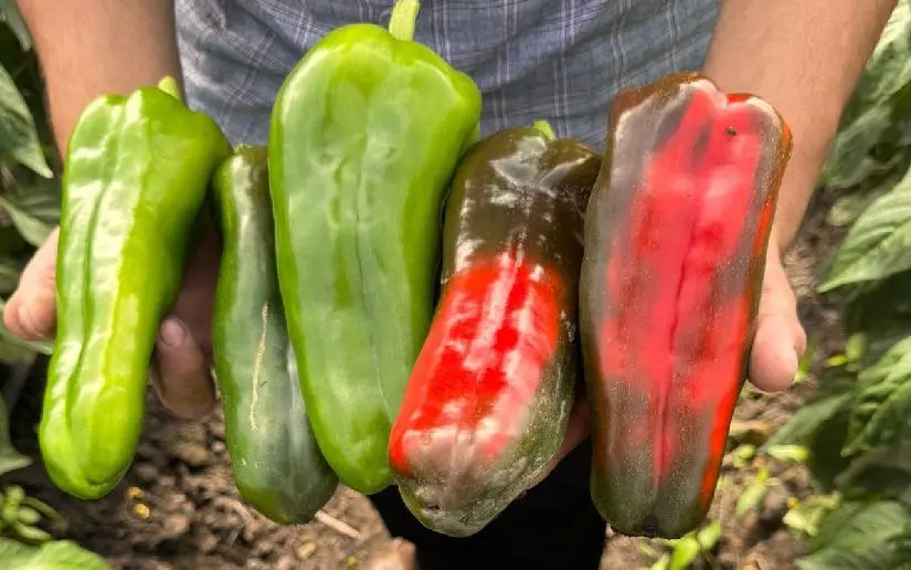 Producción de chiltoma en Nicaragua crece y supera metas en octubre 2025