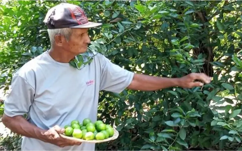 Productores conocen avances agroecológicos en cultivo de limón gracias al INTA