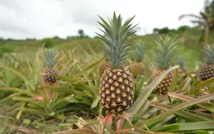 Nicaragua cosecha más de 7.6 millones de piñas entre mayo y octubre