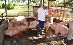 Más de 66 mil cerdos en granjas tecnificadas impulsan la seguridad alimentaria