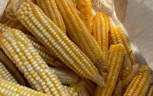 Productores alcanzan más de 209 mil quintales en la cosecha de maíz de primera