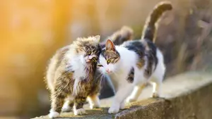 Acuerdo de divorcio en Turquía incluye manutención de dos gatos