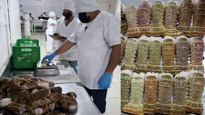 INPESCA realiza seguimiento técnico para fortalecer sostenibilidad de la langosta