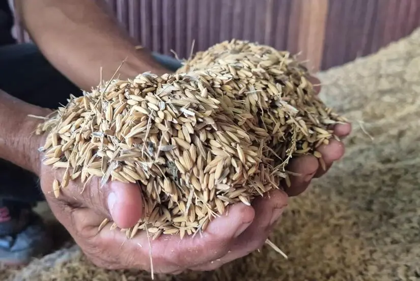 INTA promueve innovación tecnológica en cultivo de arroz de secano en Rosita
