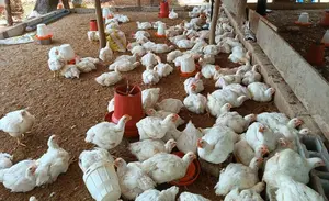 Producción de carne de pollo en Nicaragua supera los 320 millones de libras