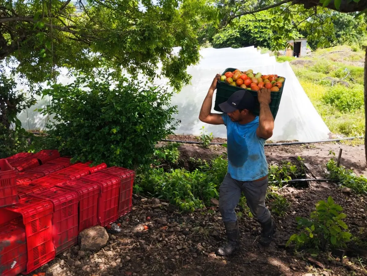 Familias productoras garantizan más de 115 mil quintales de tomate este octubre
