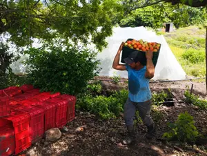 Familias productoras garantizan más de 115 mil quintales de tomate este octubre