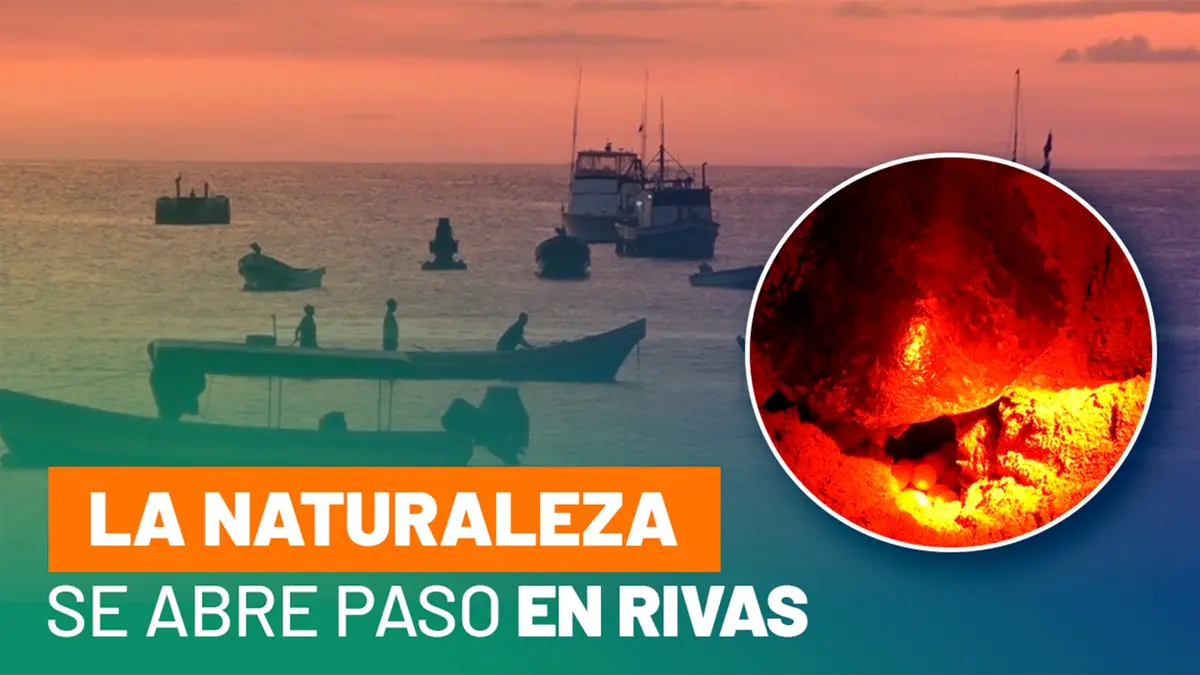 Miles de tortugas llegan a anidar en La Flor, santuario natural Nicaragüense