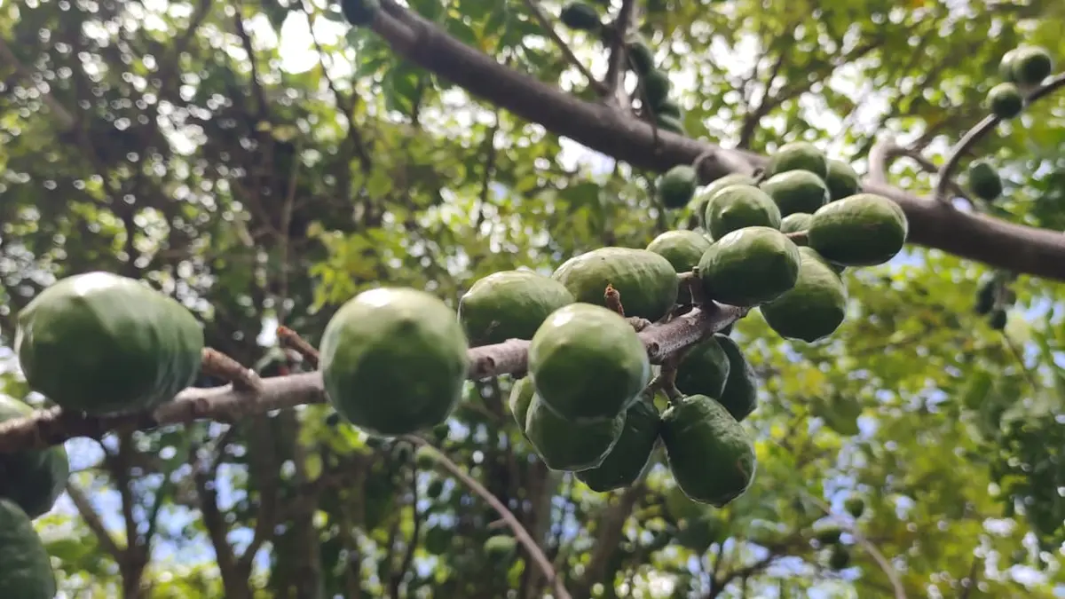 Peculiar Feria celebra el delicioso y crujiente Jocote Corona