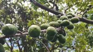 Peculiar Feria celebra el delicioso y crujiente Jocote Corona