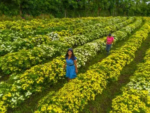 Catarina florece en colores y tradición por el Día de los Santos Difuntos