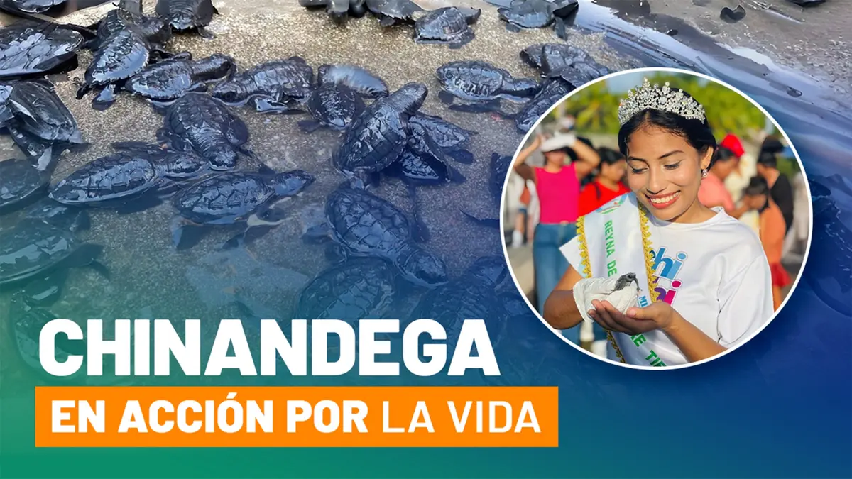 Jiquilillo se llena de vida con la liberación de 200 tortuguitas marinas