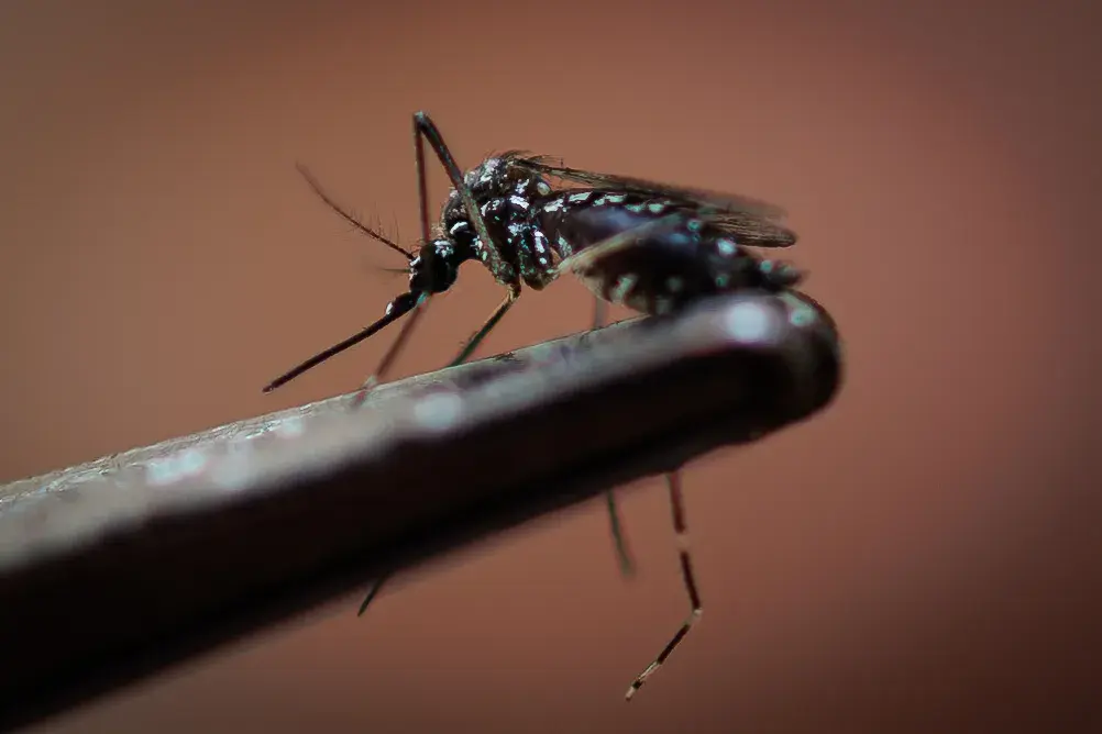 Honduras reporta una caída del 94 % en casos de dengue en 2025