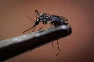 Honduras reporta una caída del 94 % en casos de dengue en 2025