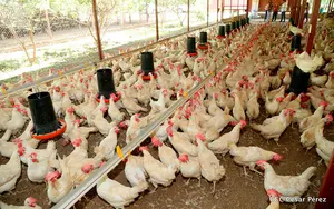 Nicaragua reporta 358 millones de libras de pollo al mercado nacional
