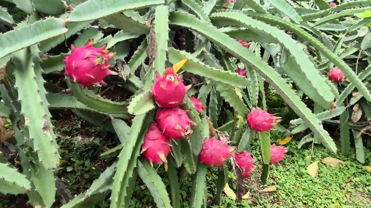 Producción de pitahaya alcanza 5.5 millones de kilogramos en Nicaragua