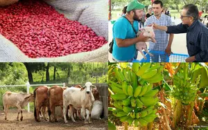 Plan Nacional de Producción garantiza seguridad alimentaria y crecimiento económico