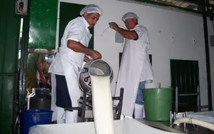 Sector lácteo mantiene dinamismo con 151.8 millones de galones acopiados en 2025