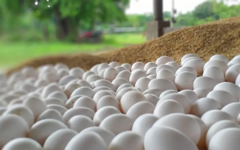 Nicaragua alcanza 29.3 millones de cajillas de huevo producidas a octubre 2025