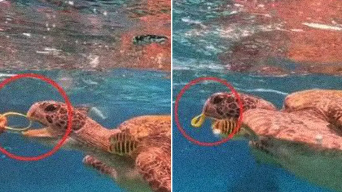 Turista podría enfrentar sanciones por interacción indebida con tortuga en Tailandia