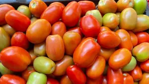 Cosecha de tomate dinamiza el campo nicaragüense con más de 119 mil quintales proyectados
