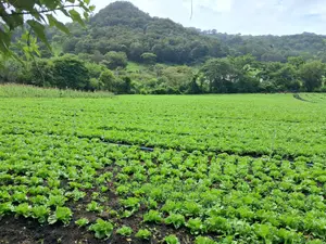 Productores de Jinotega y Matagalpa cosecharán 2.1 millones de lechugas este mes