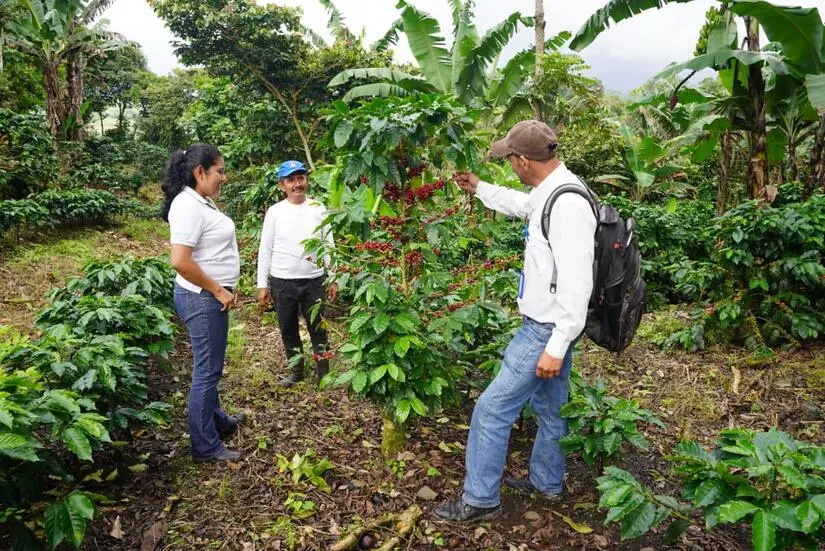 MARENA refuerza acciones para prevenir contaminación en la cosecha cafetalera 2025