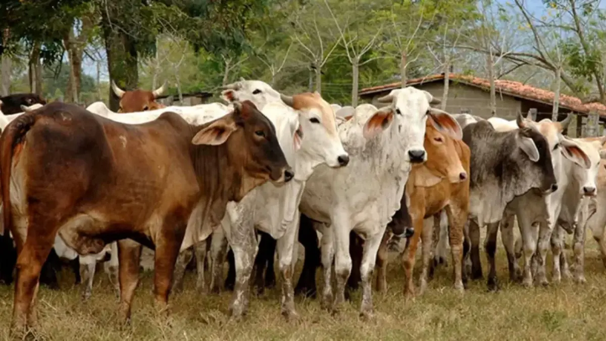 Sector bovino mantiene su dinamismo con más de 342 millones de libras producidas