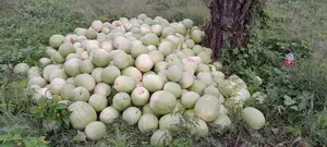 Ministerio Agropecuario reporta alta producción de sandías en Ometepe