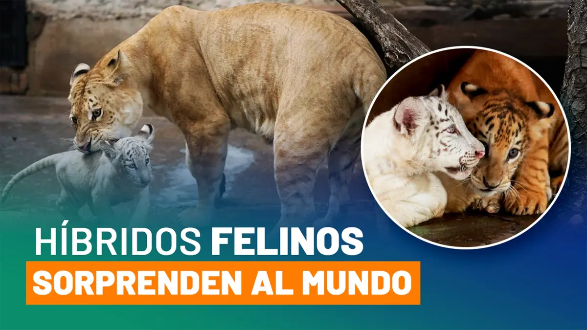 El Zoológico Nacional presenta a sus nuevas estrellas felinas: dos tiligres recién nacidos