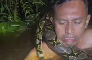 Guía turístico se salva del ataque de una pitón gigante en Indonesia