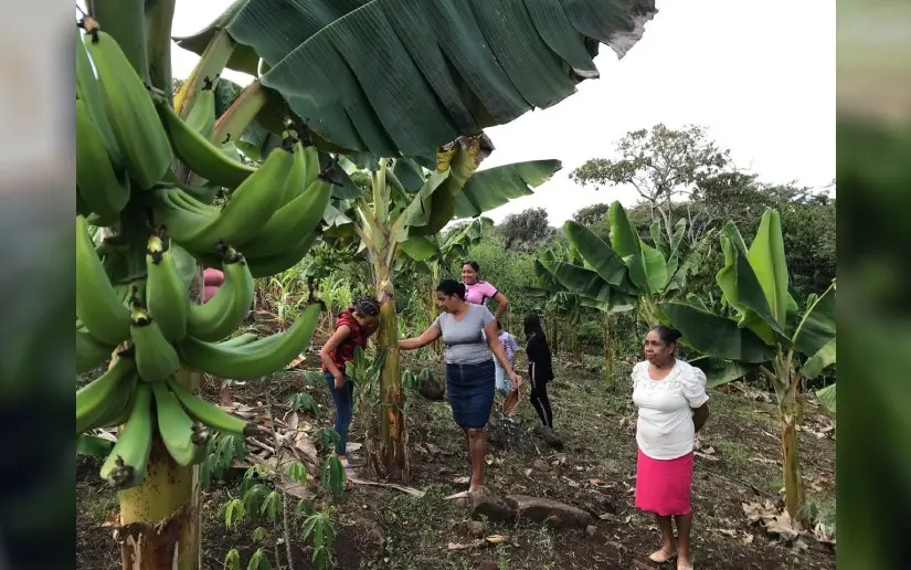 Producción de plátano supera los 274 millones de unidades en Nicaragua