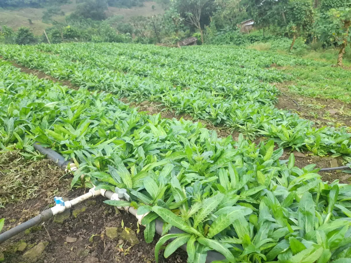 Producción nacional de Culantro supera los 982 mil moños en 2025
