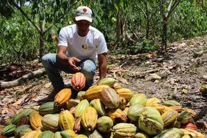 Acopio de cacao impulsa economías locales y supera los 216 mil quintales en 2025