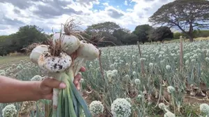 Productores contarán con cebolla de alto rendimiento para el próximo ciclo agrícola
