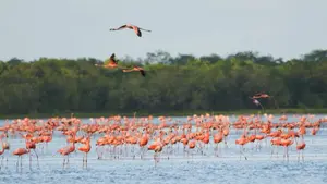 Delegación nicaragüense participa en avistamiento de aves en Venezuela