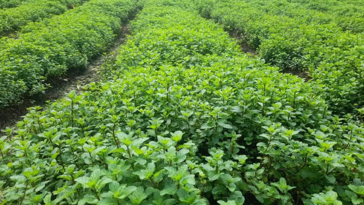 Hierbabuena impulsa cadenas productivas y fortalece economía rural en Nicaragua