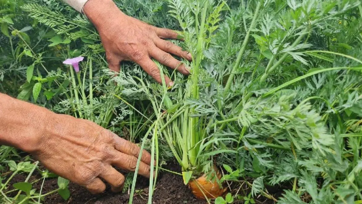 Familias productoras impulsan la economía local con cosecha récord de zanahoria