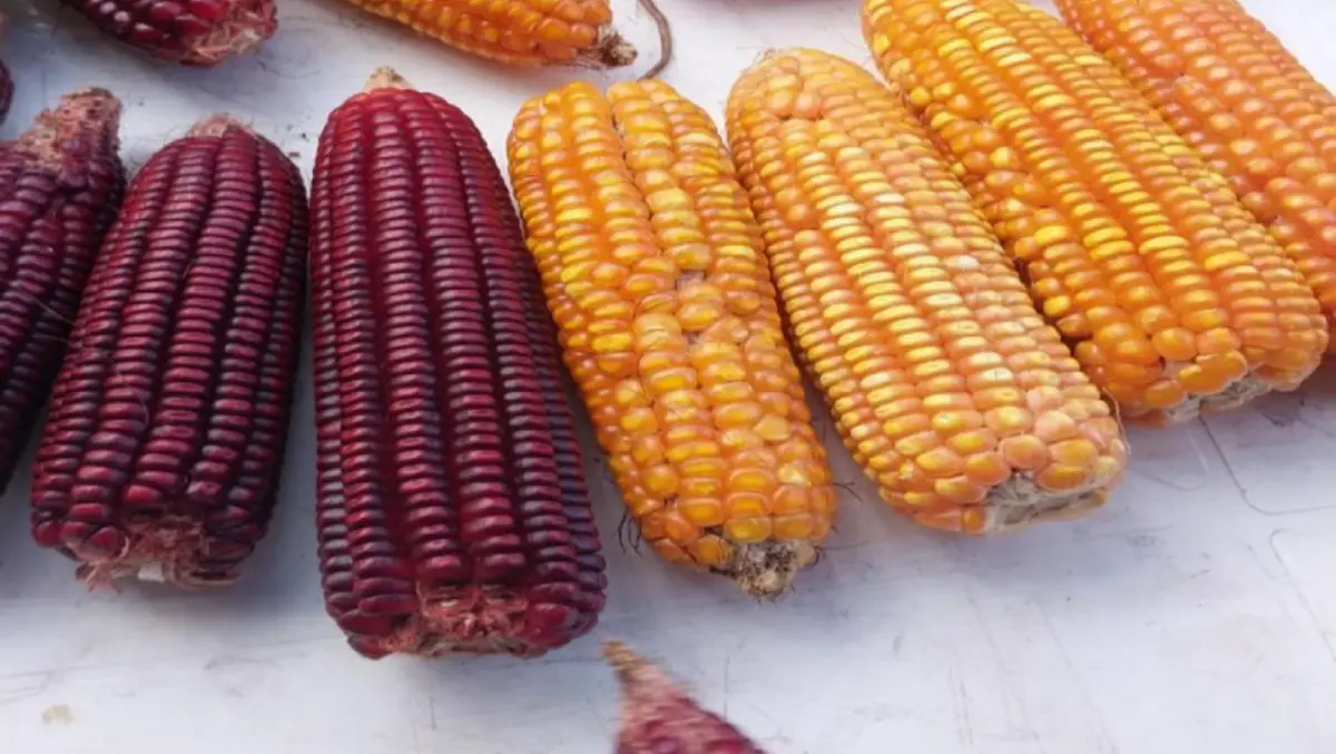 INTA fortalece la seguridad alimentaria con innovación en el cultivo de maíz