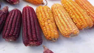 INTA fortalece la seguridad alimentaria con innovación en el cultivo de maíz