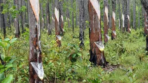 Exportación de resina beneficia a comunidades originarias de la RACCN