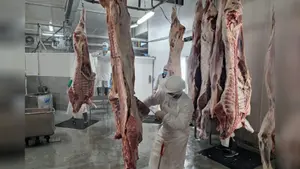 Ganadería bovina mantiene crecimiento con más de 380 millones de libras producidas