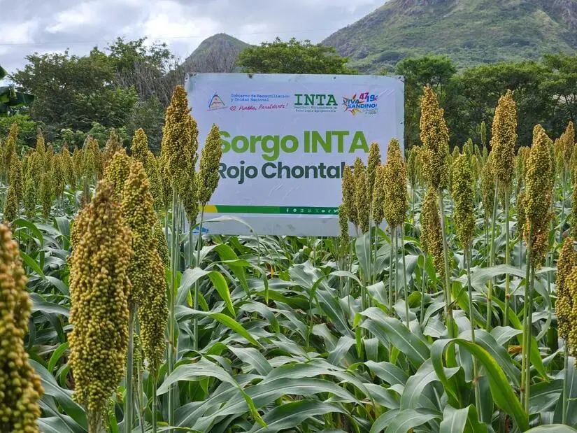 Productores conocen sorgo rojo mejorado para aumentar productividad en Chontales