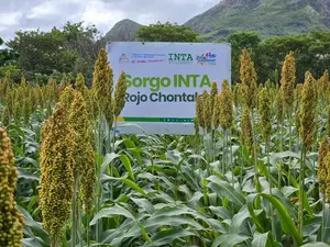 Productores conocen sorgo rojo mejorado para aumentar productividad en Chontales