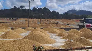 Café nicaragüense inicia cosecha 2025-2026 con más de 22 mil quintales acopiados